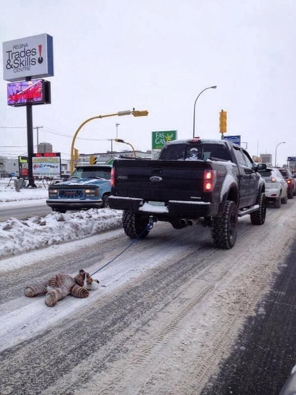 SHEER INSANITY IN REGINA